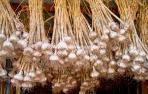 Egypt-garlic-production