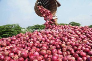 Egypt-onion-production